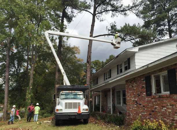 How Our Tree Care Process Works  in  Thunder Mountain, NM