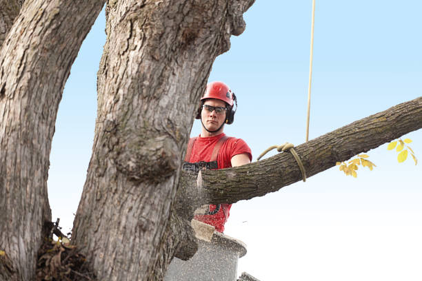 Trusted Thunder Mountain, NM Tree Services Experts